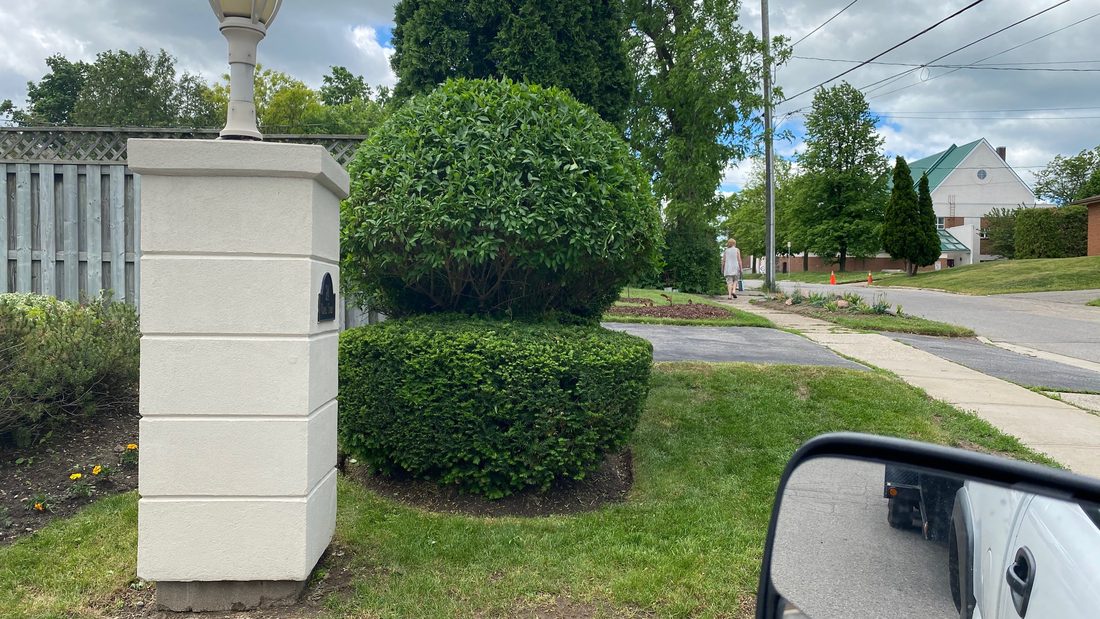 Shrub Maintenance